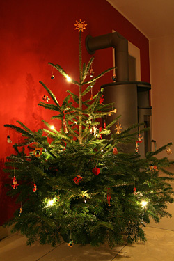 Nordmann-Tanne (Abies nordmannia) als Weihnachtsbaum