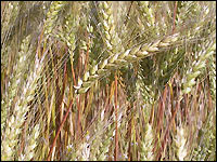 Weizen im ökologischen Anbau