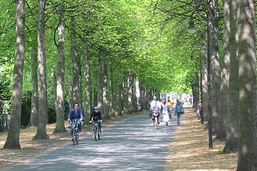 Radfahrer auf der Promenade in Münster
