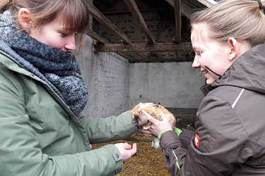 Kaninchen auf dem Kinder Erlebnis Bauernhof Steffens