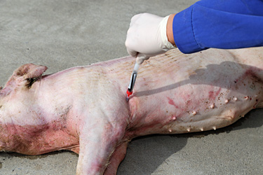 Blutentnahme bei einem toten Schwein
