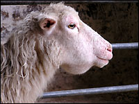 Schaf mit Kehlgangsoedem