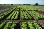 Salatpflanzung