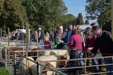 Viele Besucher interessierten sich für die Rasseausstellung der Schafhalter