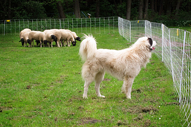 Herdenschutzhund und Schafe
