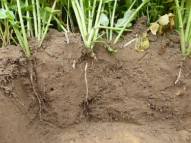 Ein gutes und stabiles Bodengefüge ist Grundvoraussetzung für eine intensive Durchwurzelung des Bodens als Basis für gesundes Pflanzenwachstum.